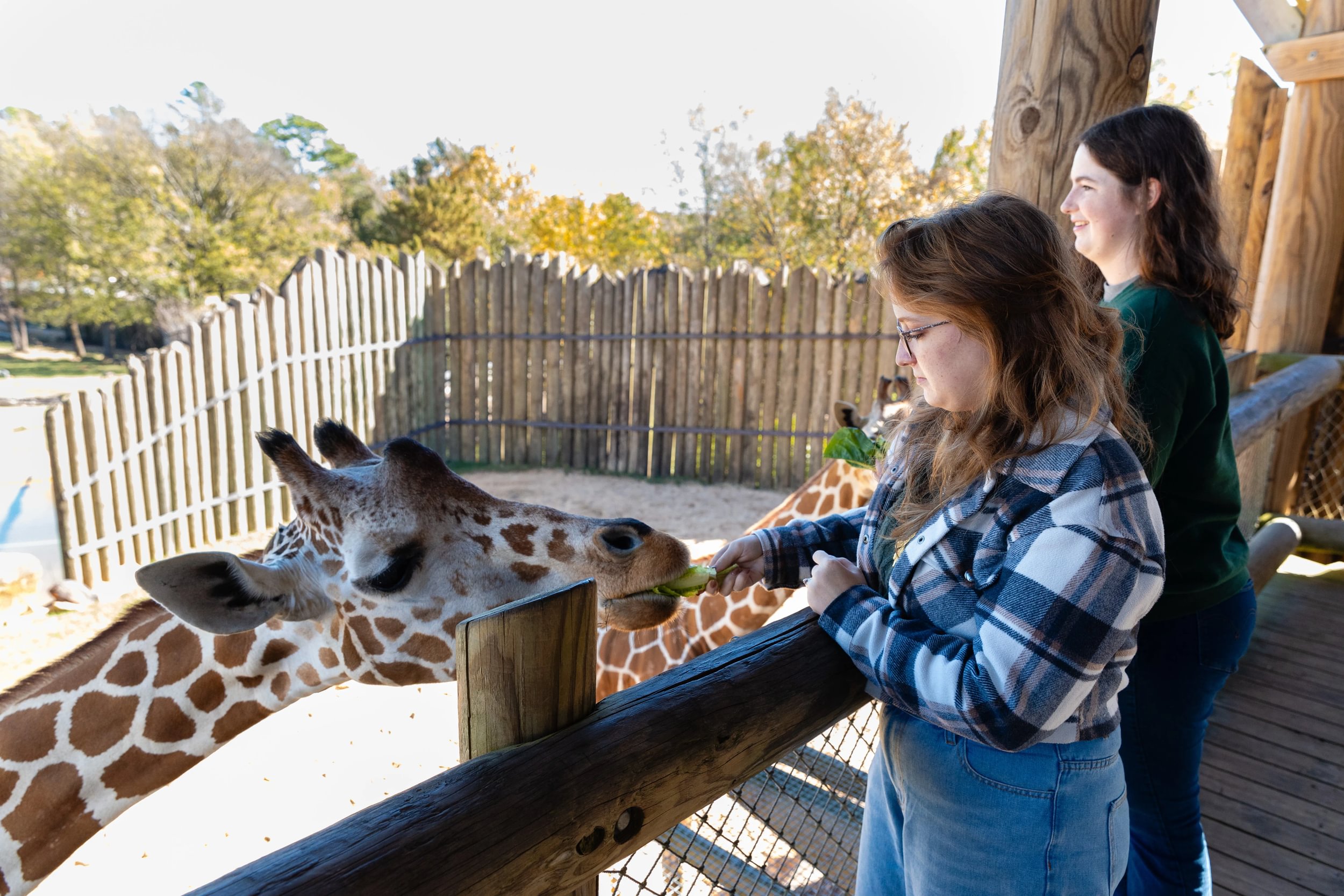 UT Tyler students feed giraffes at Caldwell Zoo 