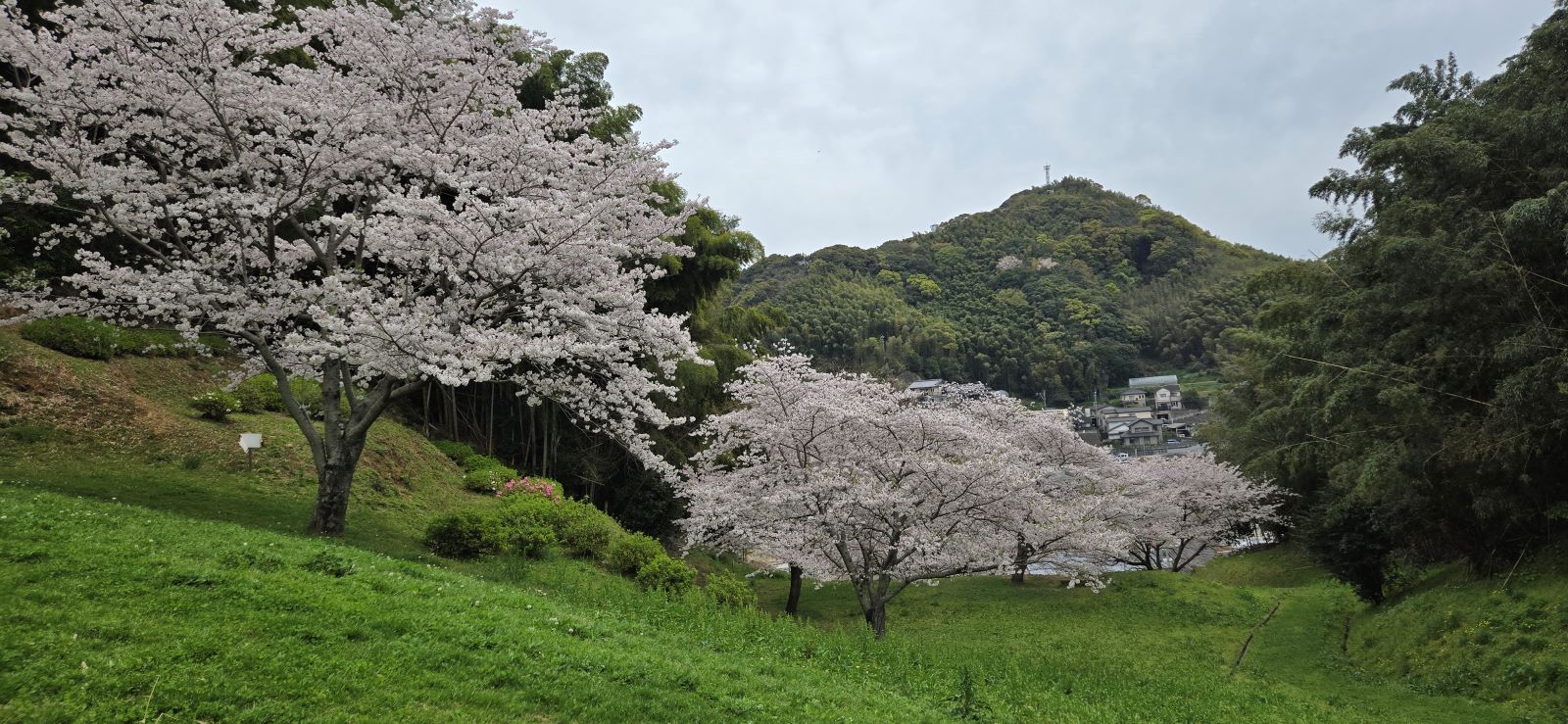 cherry blossoms in japan